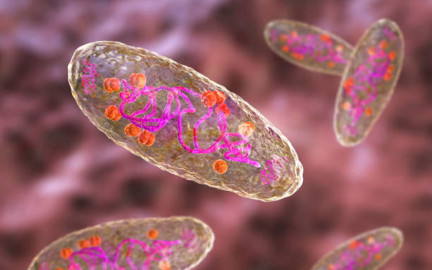 Confirman un tercer caso de peste bubónica en humanos en EU