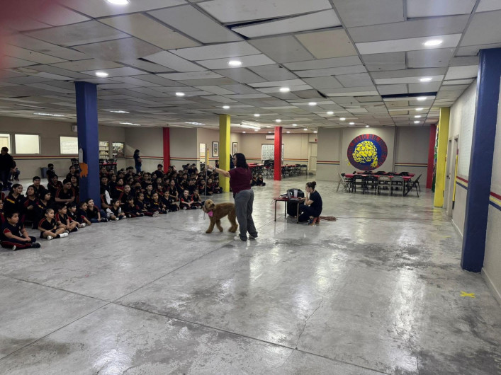 Pide Bienestar Animal denunciar maltrato al 072