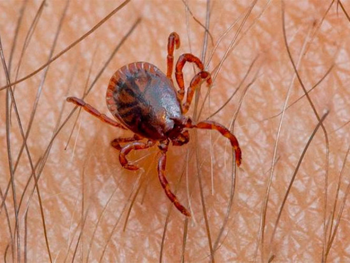 Confirman 10 casos de Rickettsia