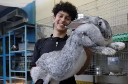 Estudiante de Puebla, cría los conejos más grandes del mundo 