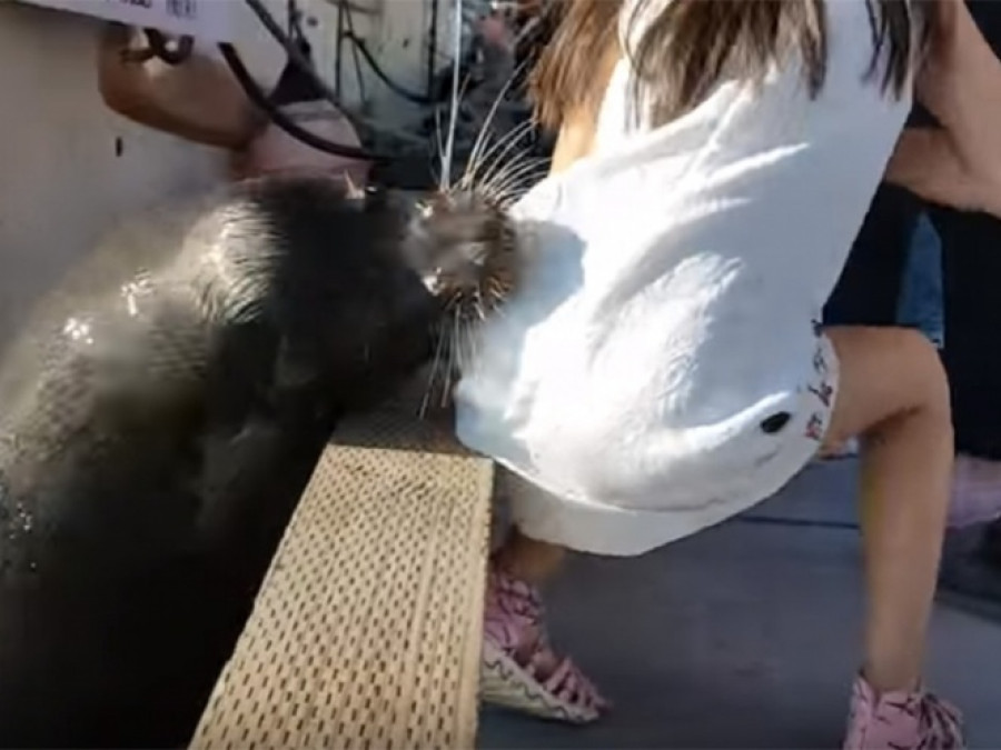 Niña vive los peores minutos de su vida 