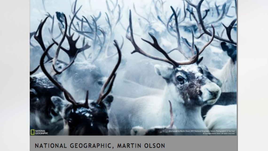 Conoce a los ganadores del NatGeo Nature 2017