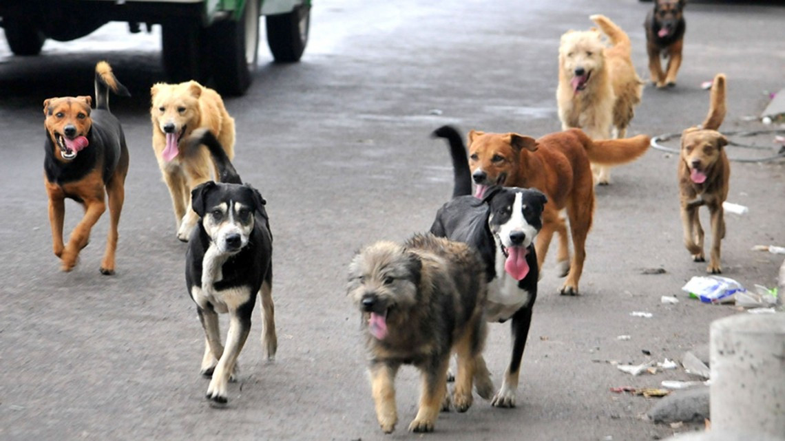 Cabildo de Matamoros y protectores de animales crearán reglamento municipal
