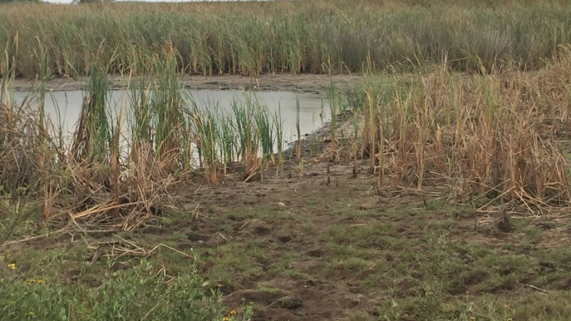 Falta de lluvia afecta al sector agrícola y ganadero del sur de Tamaulipas