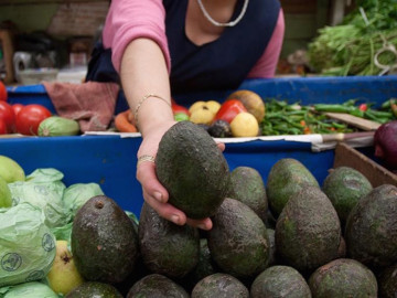 Baja precio del aguacate,en la última semana: Profeco