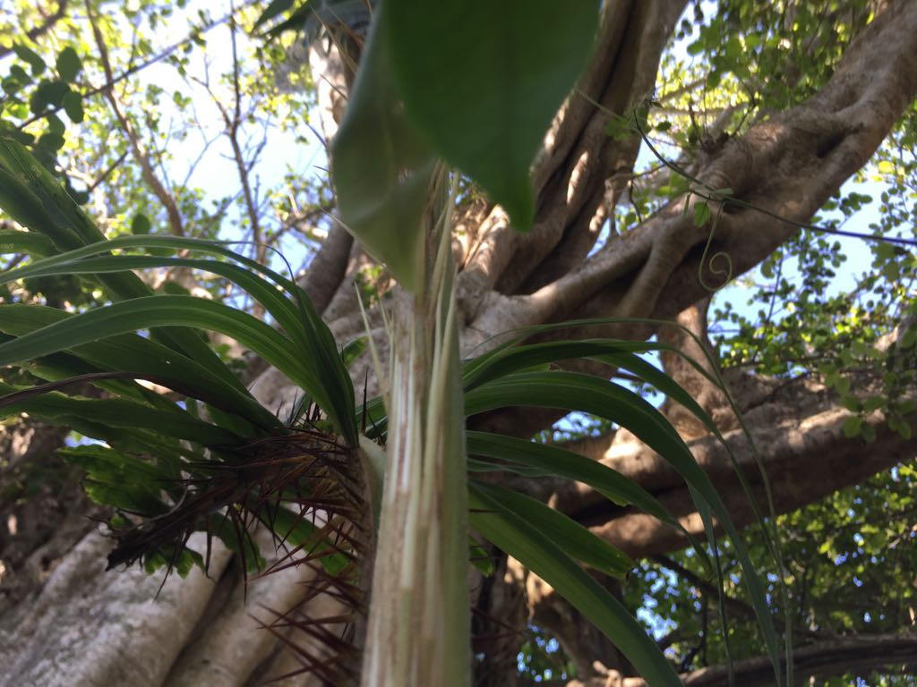 Siembran árboles y recuperan áreas verdes en Altamira
