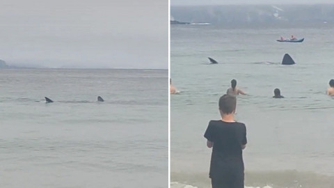 Tiburones causan terror en la playa en Irlanda