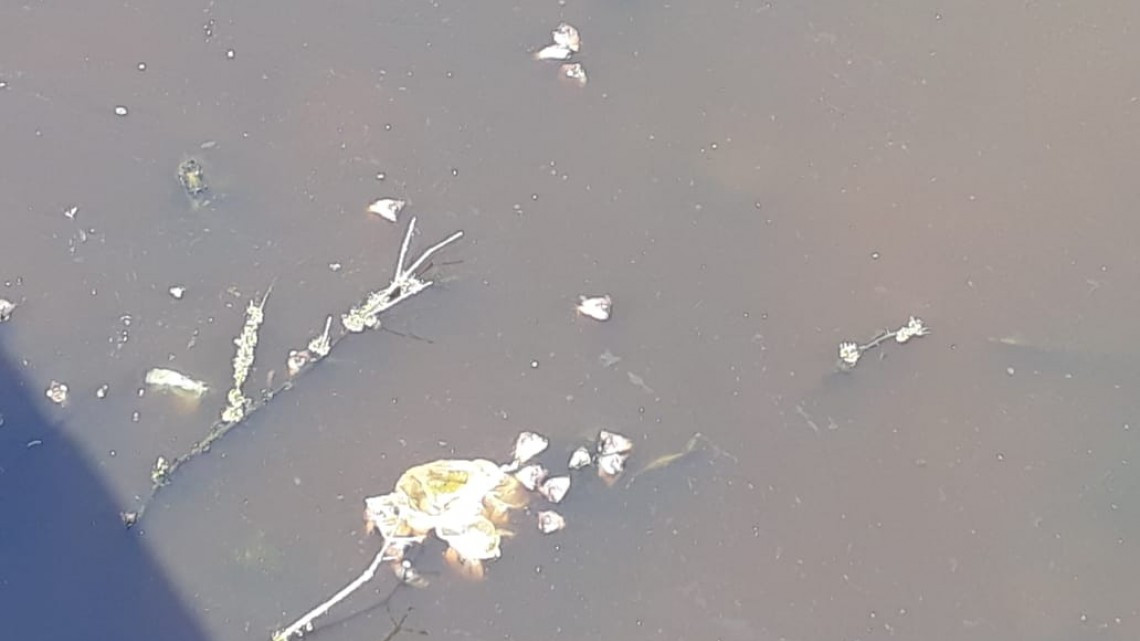 Se genera mortandad de peces en la Laguna “del conejo”