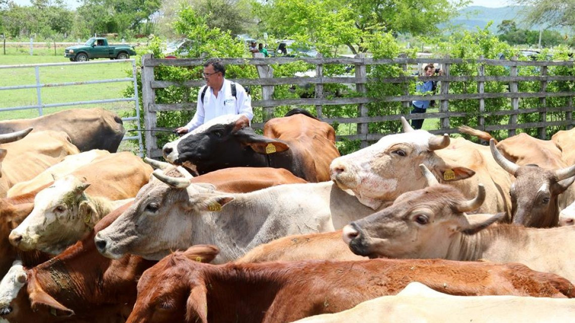 Dan inicio a programa "Ganado sano, Cerca de Ti"