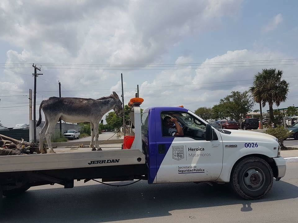Autoridades remiten a barandilla a un burro 