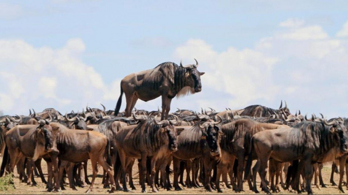 Animales como nunca los habías visto 
