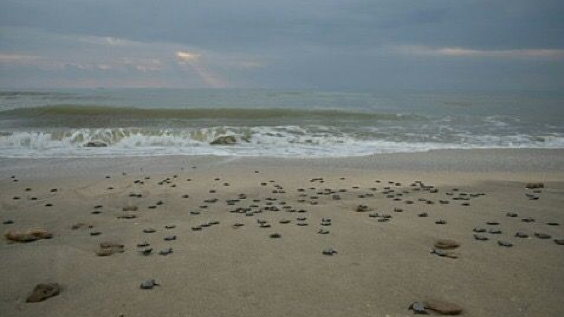 Nacen en Tamaulipas más de 100 mil crías de tortugas Lora 