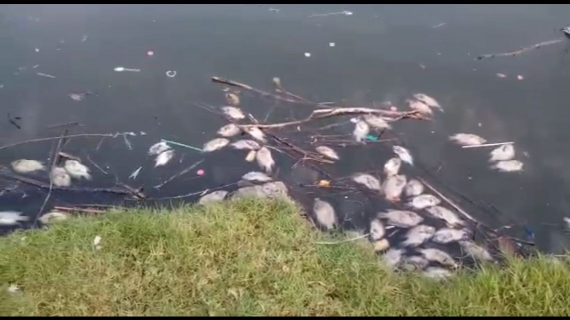 Mortandad de peces en Laguna de las Tortugas