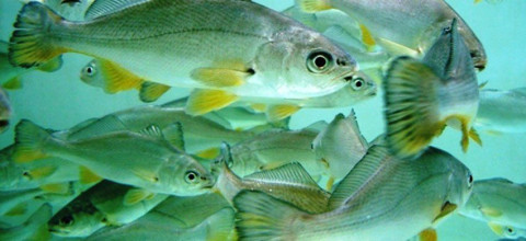 Mamíferos pueden quedar sordos por llamada de apareamiento de pez mexicano