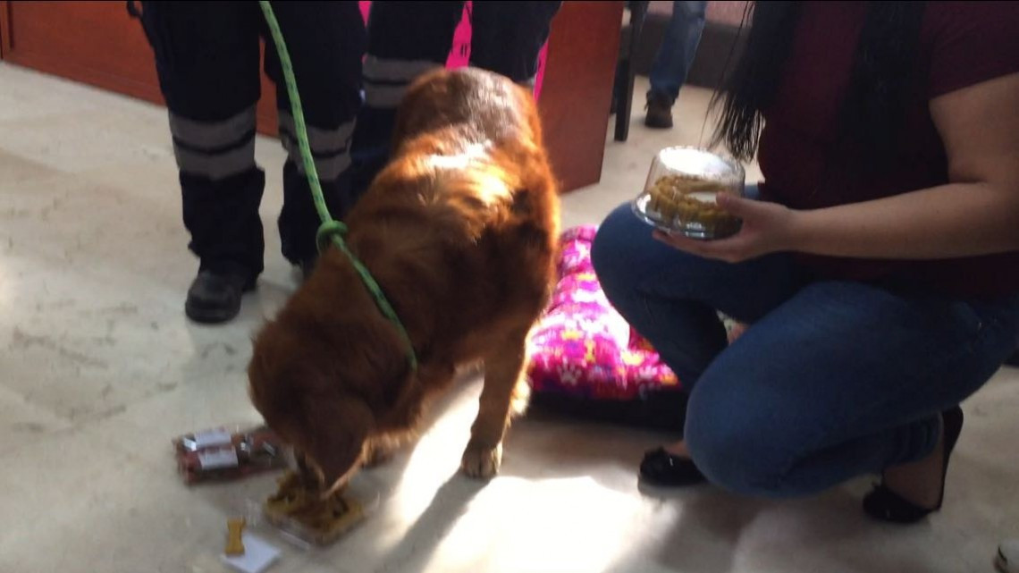 Reciben con honores a Alondra, la perra rescatista