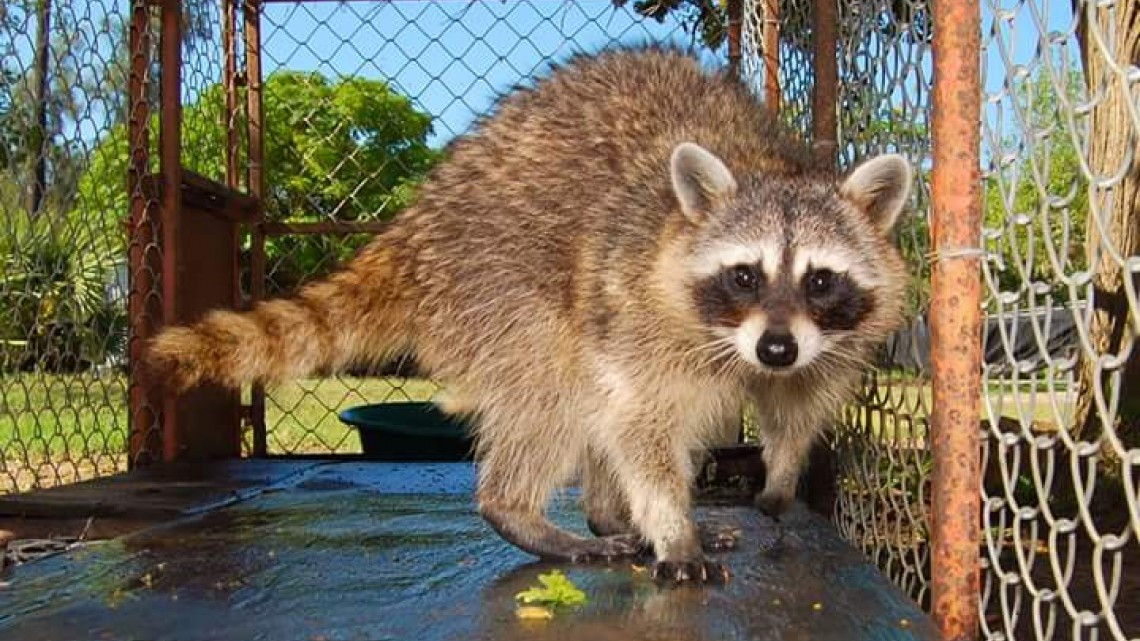 Realizan visitas a la Dirección de Agricultura y Vida Silvestre