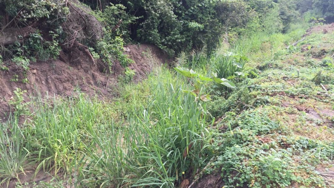 Por presencia de felinos, aves y flora diversa, se busca crear zona de protección ambiental.