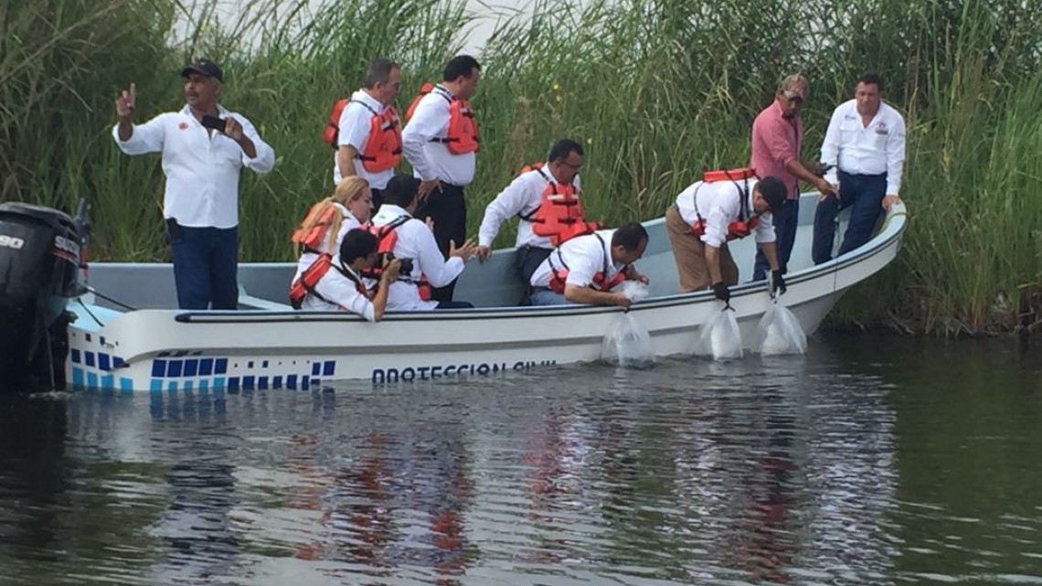 Siembran catán y tilapia en lagunas de Altamira