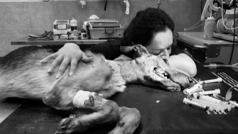 Muere Cane, el perro rescatado tras sobrevivir al maltrato