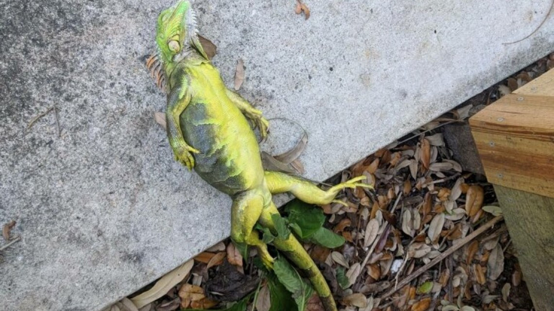 Iguanas se congelan por bajas temperaturas en Florida