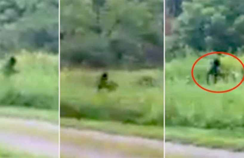 Sujeto graba al mítico ‘Pie Grande’