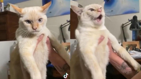 Gato es criado entre perros y aprende a ladrar