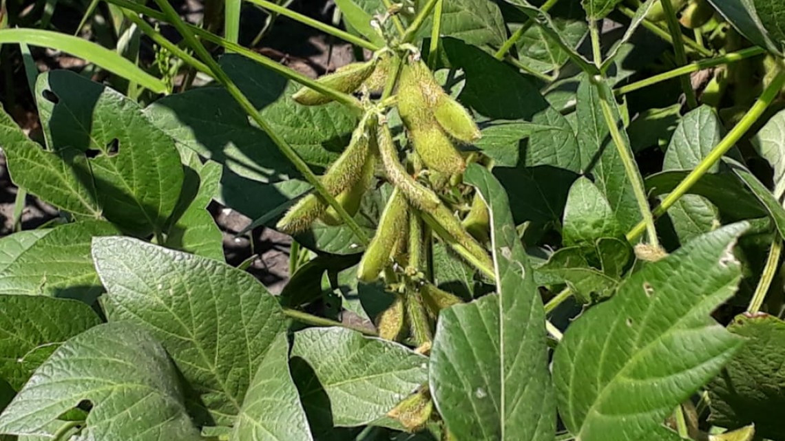 Poca la producción de soya, ante la escasez de lluvias