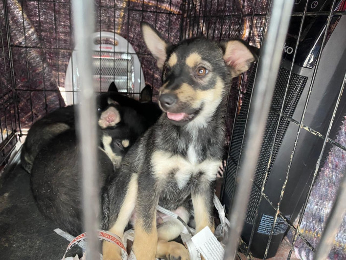 Exhortan a formalizar reportes de maltrato animal 