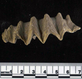 Por erupciones volcánicas, la Tierra se envenenó antes de la caída del meteorito