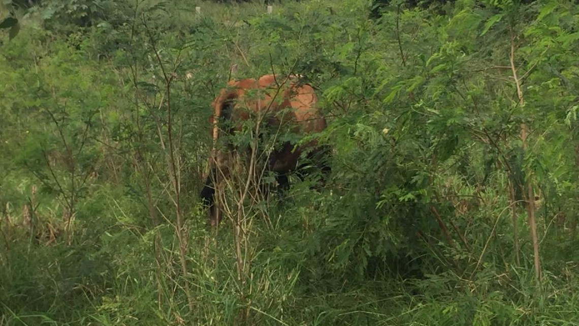 Se promueve utilizar variedad de zacate para alimento de ganado en tiempo de estiaje