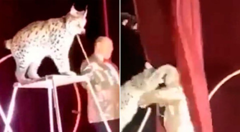 Lince ataca a su cuidador en plena función de circo