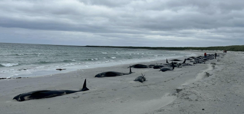 Encuentran al menos 77 ballenas varadas en isla de Escocia