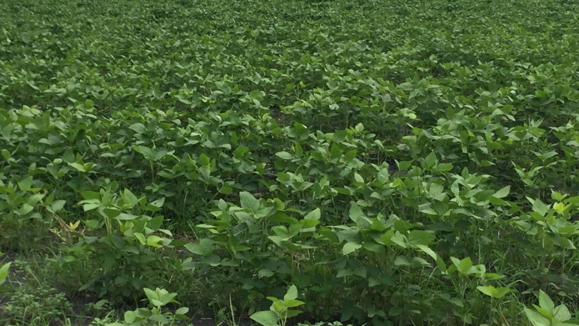 En riesgo la siembra de soya, ante la falta de más lluvias