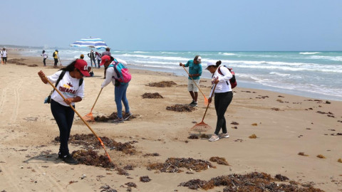 Retiran sargazo de playa Miramar