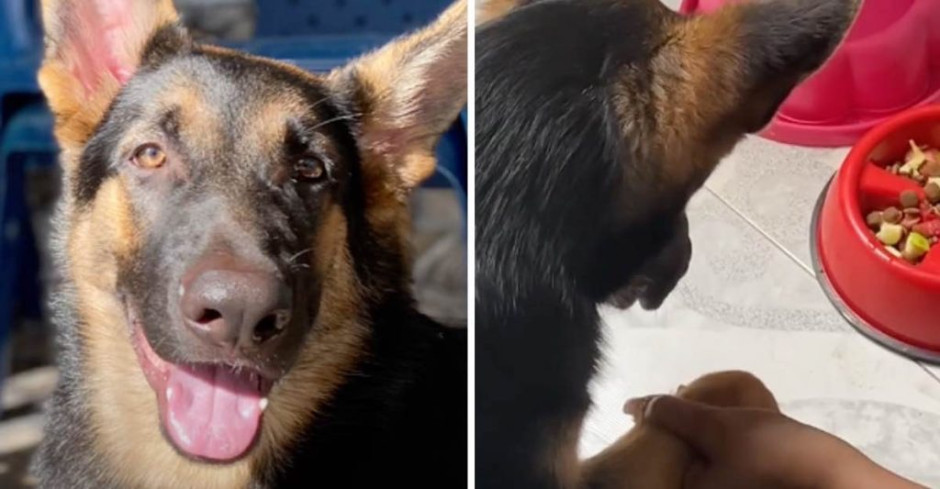 Perrito aprende a dar la patita a su ‘abuelita’ para orar antes de comer