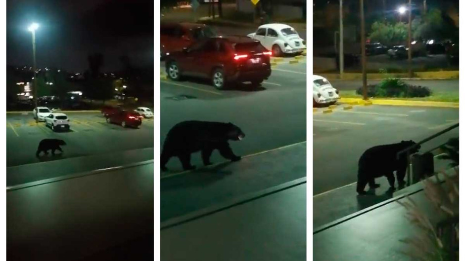 Captan a enorme oso en instalaciones de la UANL