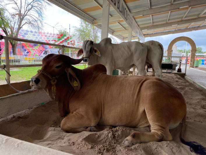 Salva lluvia a ganaderos