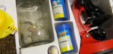 Causa polémica kit de biología que incluye una 'rana muerta'
