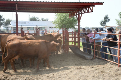 Reactivarán Centro de Mejoramiento Genético para fortalecer la ganadería en Tamaulipas
