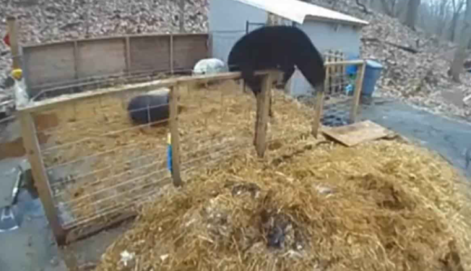 Cerdos se defienden de oso negro que se metió a su corral 