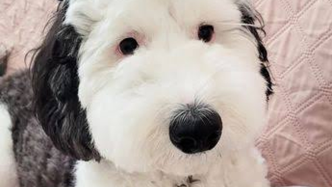 Bayley, la doble de Snoppy que es una sensación en las redes 