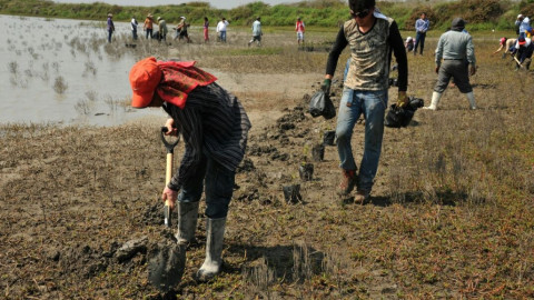 Intensifican plantación de manglares por cambio climático 
