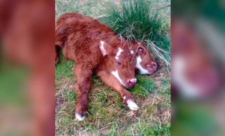 Rezan a un ternero que nació con dos cabezas; creen que acabará con el Covid