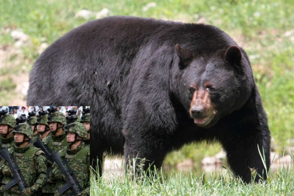 Japón despliega al Ejército para contener ataques de osos en Akita