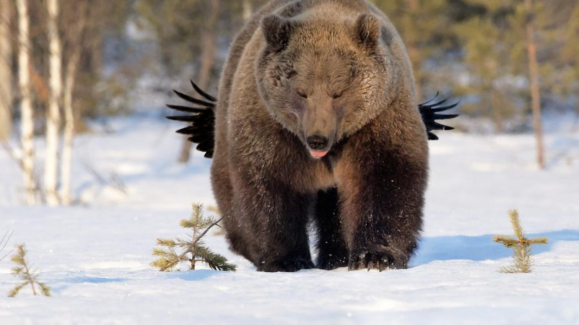 Animales como nunca los habías visto 
