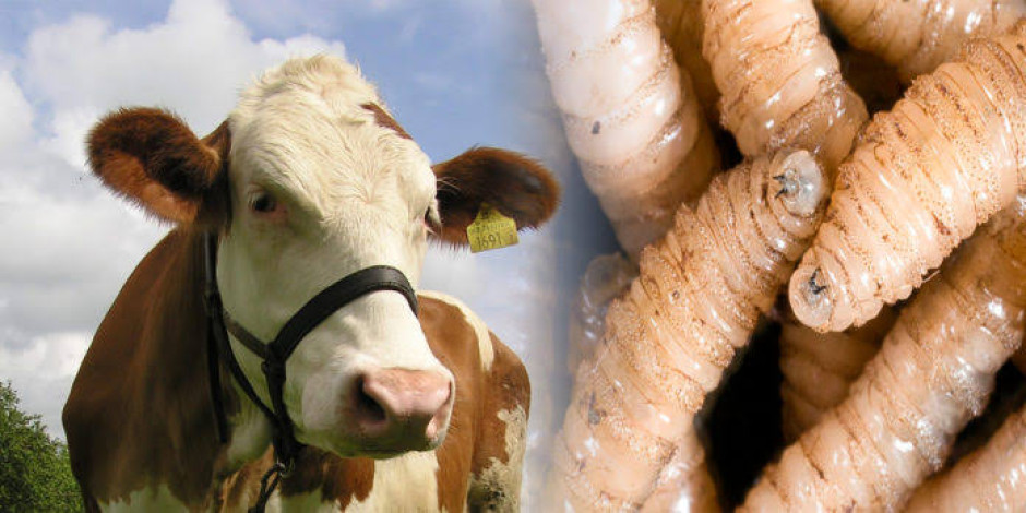 EU anuncia plan para frenar al gusano barrenador en México