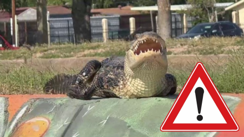 Avistamiento de cocodrilo activa alerta de seguridad pública en McAllen 