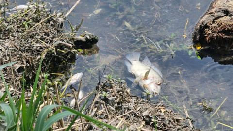 Activan respuesta inmediata por mortandad peces en canal de El Mante
