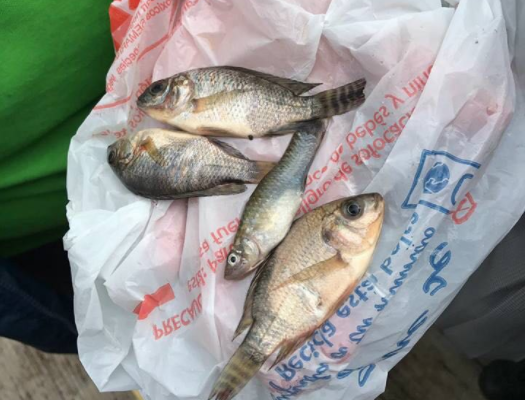 Llueven peces en Tampico