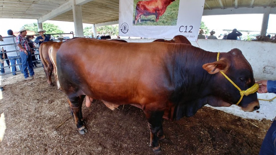 Autorizan más de 904 mil pesos para subsidiado a ganaderos